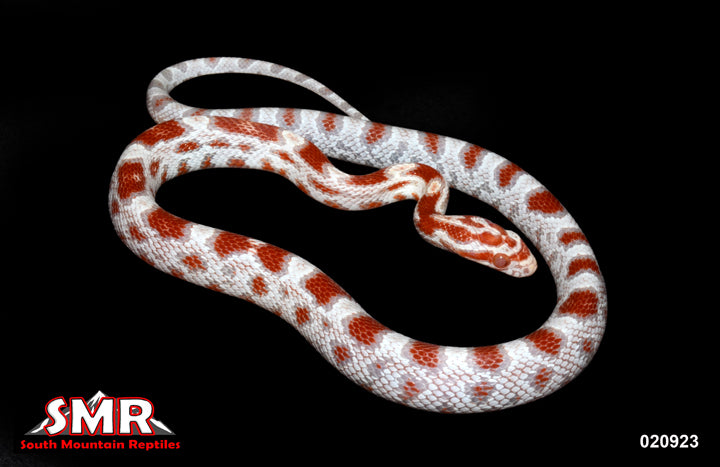 High-white Reverse Okeetee 15" Male for sale by South Mountain Reptiles