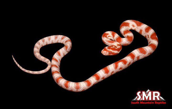 High-white Reverse Okeetee 13" Male for sale by South Mountain Reptiles