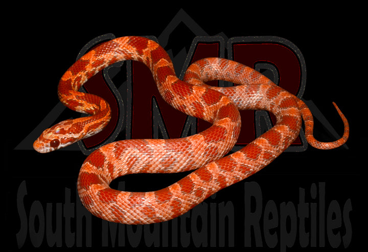Lava 17" Male for sale by South Mountain Reptiles