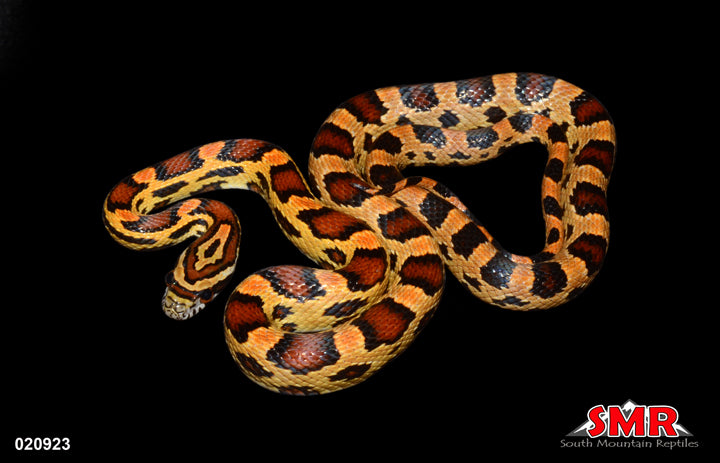 Buckskin Extreme Okeetee 16" Male for sale by South Mountain Reptiles