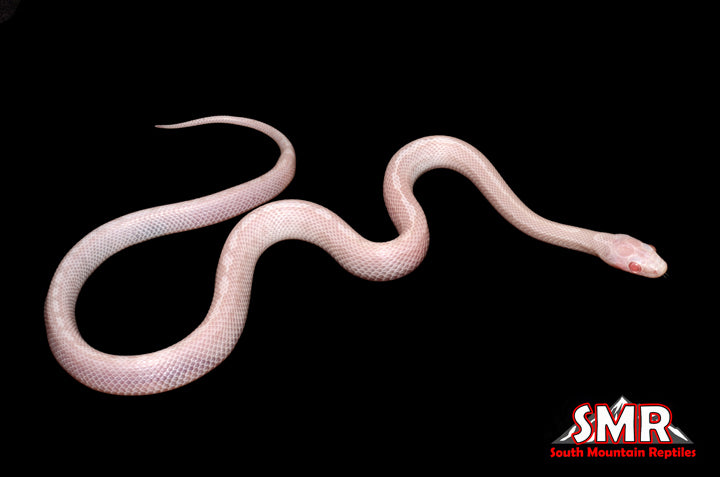 Blizzard Tessera 13" Female for sale by South Mountain Reptiles