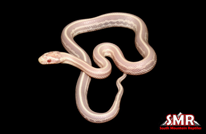 Snow Tessera 13" Male for sale by South Mountain Reptiles