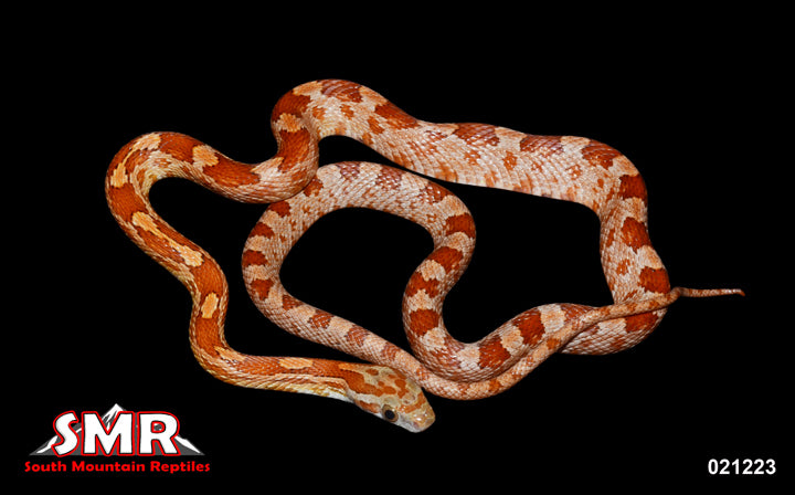 Boot Key 17" Male for sale by South Mountain Reptiles