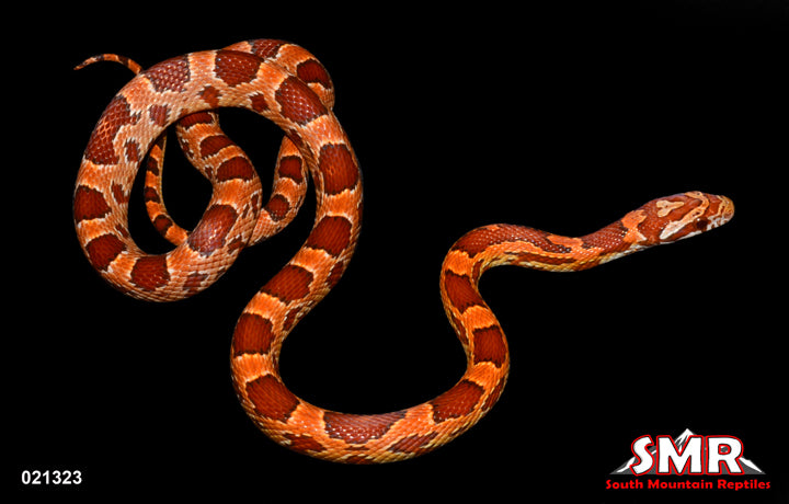 Sunkissed 18" Male for sale by South Mountain Reptiles