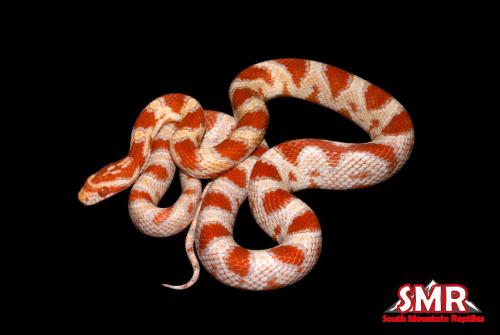 SOTD021521 for sale by South Mountain Reptiles
