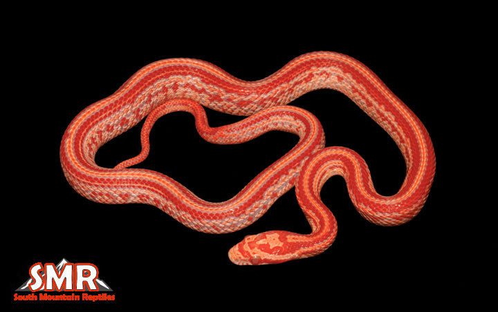 16" Male Amel Tessera for sale by South Mountain Reptiles