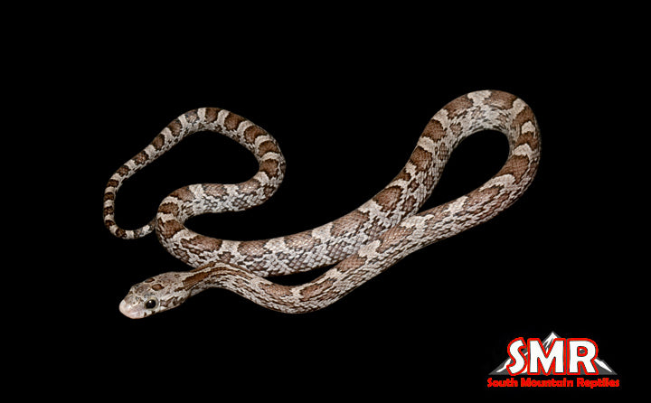 Masque Cinder 15" Male for sale by South Mountain Reptiles