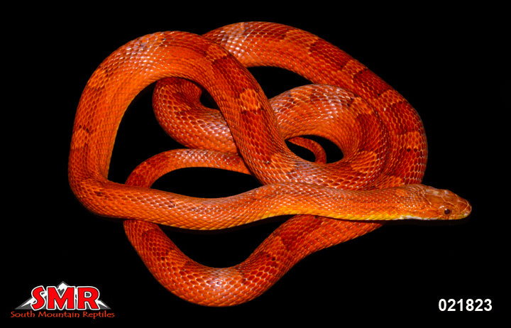 Adult Het Corn Snake 34" female for sale by South Mountain Reptiles