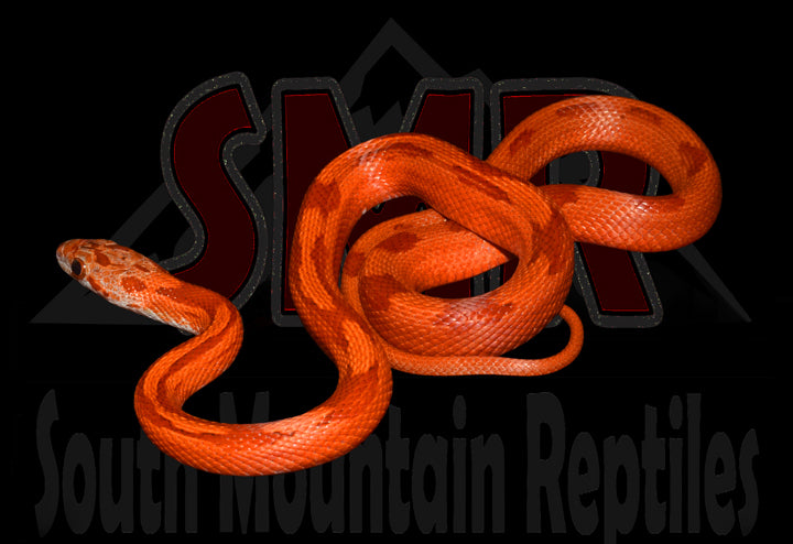 Striped Bloodred 16" Female for sale by South Mountain Reptiles