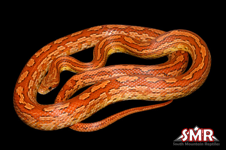 Tessera Corn Snake 33" Male for sale by South Mountain Reptiles
