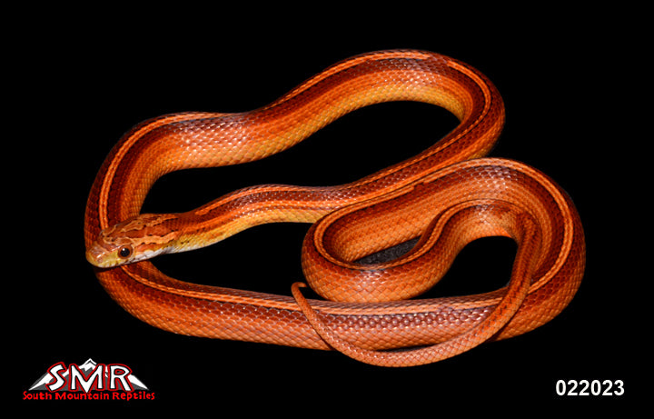 Bloodred Tessera 26" Female for sale by South Mountain Reptiles