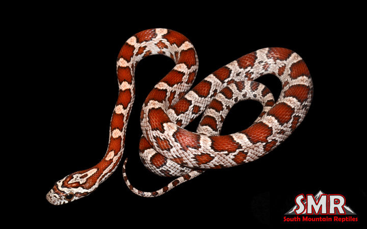 Miami Phase 16" Male for sale by South Mountain Reptiles