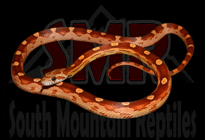 Motley 17" Male for sale by South Mountain Reptiles