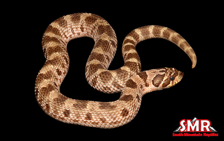 Anaconda 15" male Hognose for sale by South Mountain Reptiles