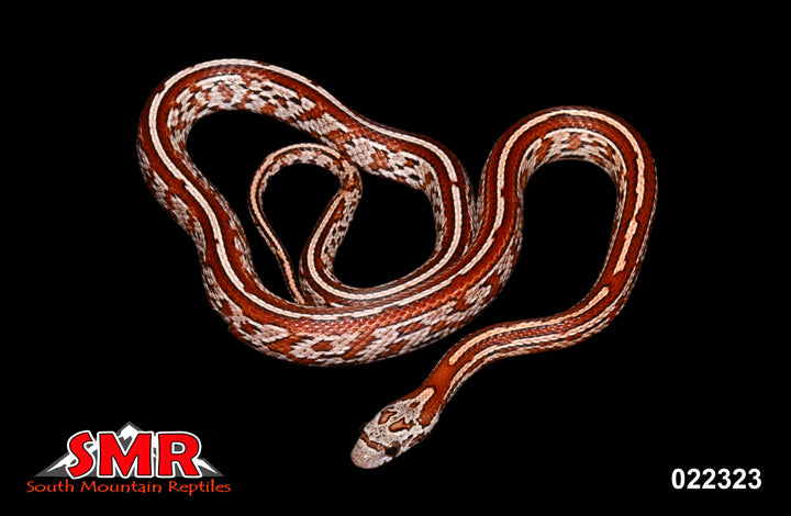 Tessera 22" Male for sale by South Mountain Reptiles