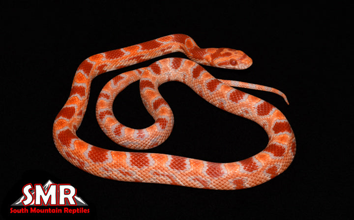 Fluorescent Amel 18" male for sale by South Mountain Reptiles