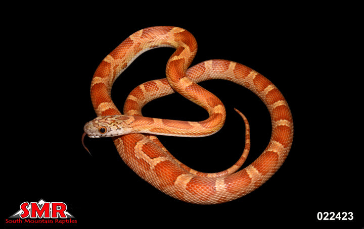 Sunkissed Motley 26" Female for sale by South Mountain Reptiles
