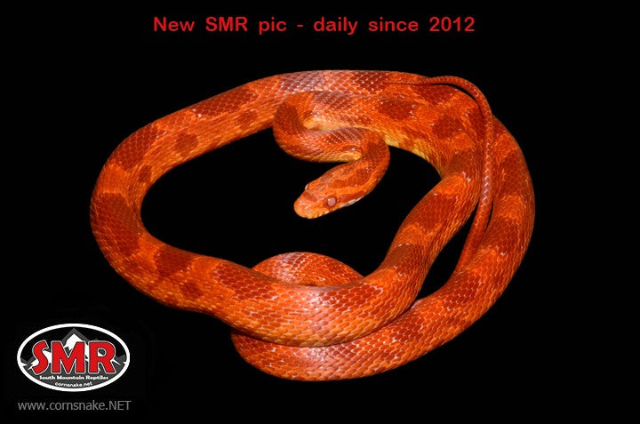 Cherry Amel 28" Male Corn Snake for sale by South Mountain Reptiles