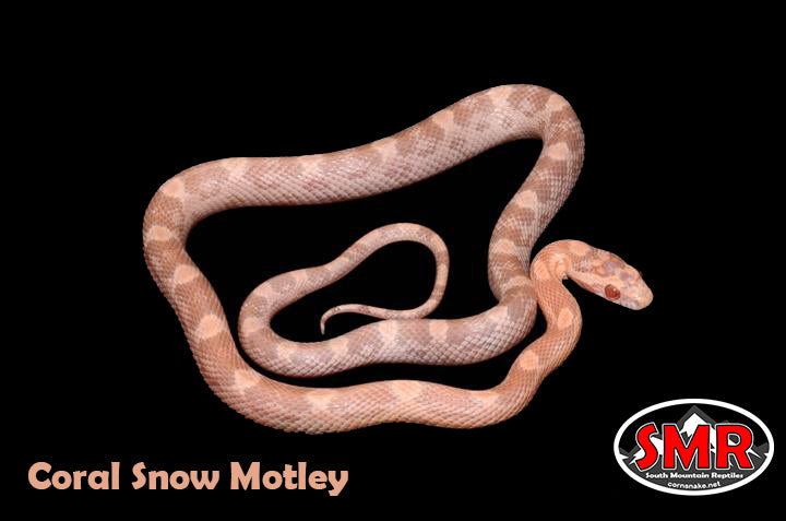 Coral Snow Motley 18" male for sale by South Mountain Reptiles
