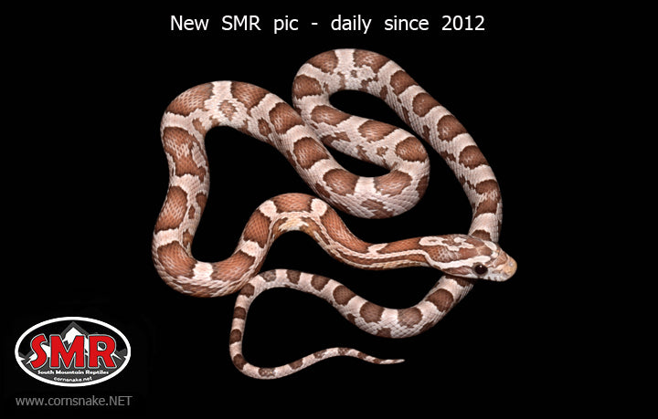 Ghost 16" male for sale by South Mountain Reptiles