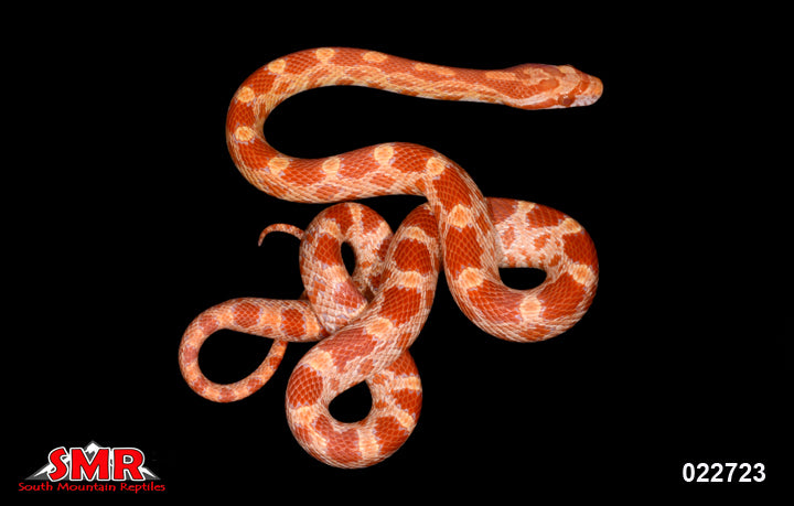 Amel 17" Male for sale by South Mountain Reptiles