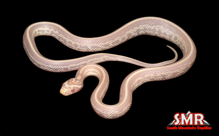 Snow Tessera 15" Female for sale by South Mountain Reptiles