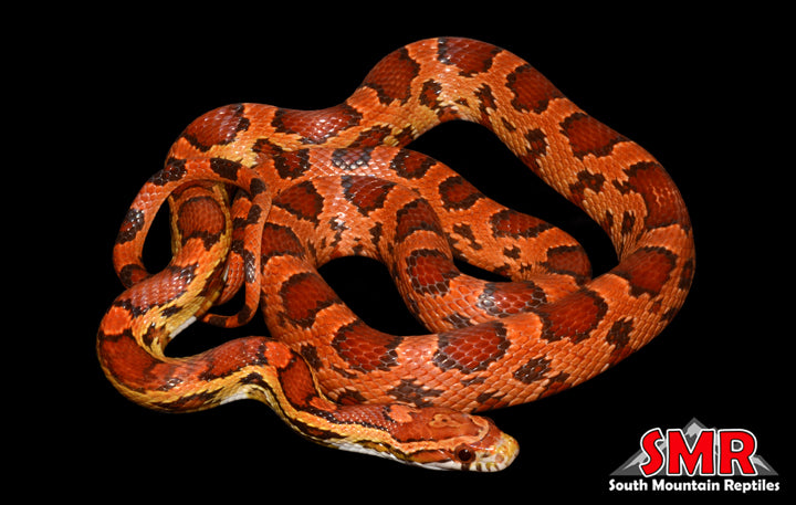 Ultramel Okeetee 30" Female for sale by South Mountain Reptiles