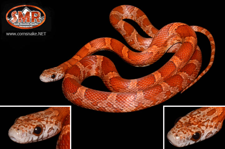 Sunkissed 27" female for sale by South Mountain Reptiles