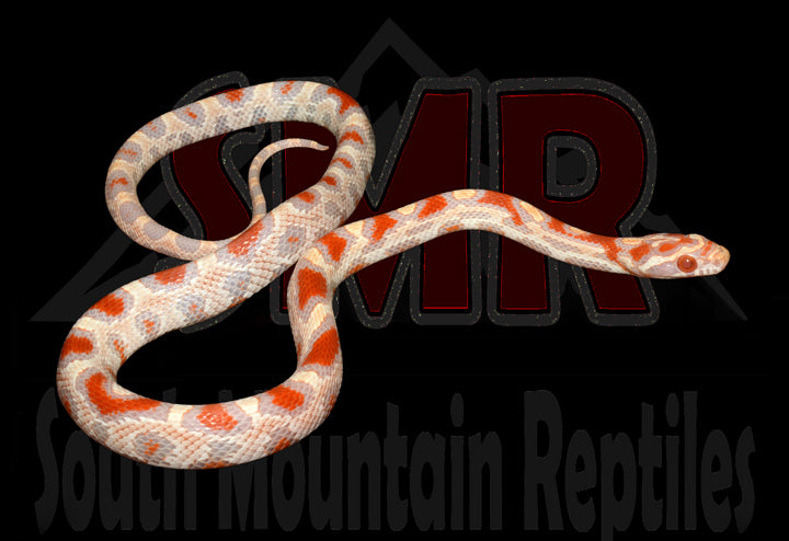 High-white Reverse Okeetee 15" Male for sale by South Mountain Reptiles