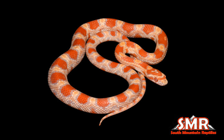Buf Amel Okeetee 16" Female for sale by South Mountain Reptiles