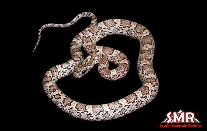 Cinder 15" Female for sale by South Mountain Reptiles