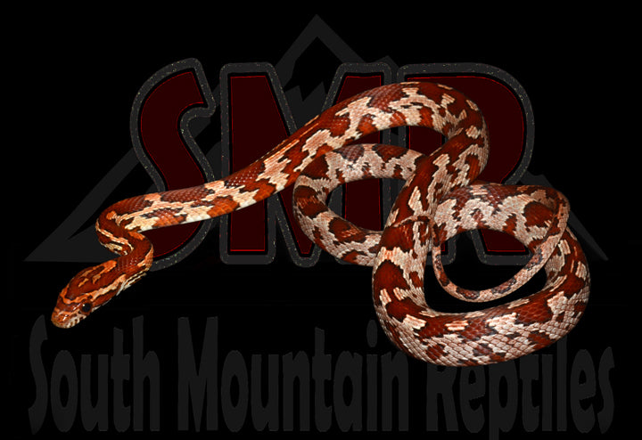 ZagTec Het Lavender Anery 18" female for sale by South Mountain Reptiles