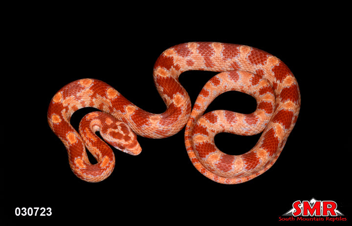Red Factor Amel 20" Female for sale by South Mountain Reptiles