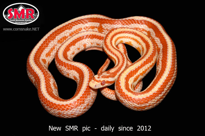 Amel Tessera 28" male for sale by South Mountain Reptiles