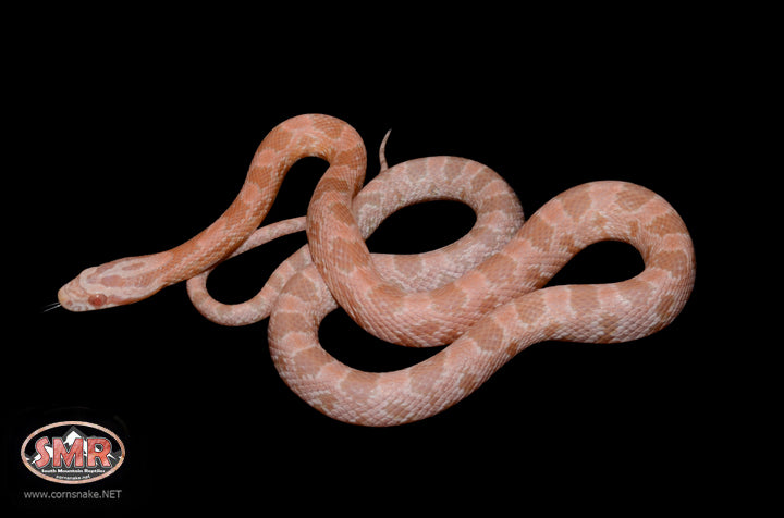 Coral Snow 19" Male for sale by South Mountain Reptiles