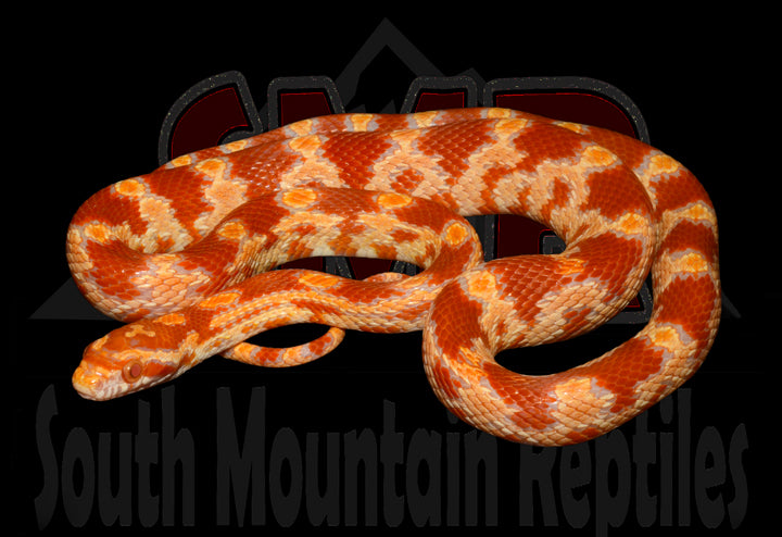 Amel 18" Female for sale by South Mountain Reptiles