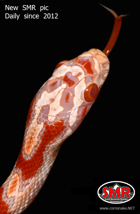 Amel Miami Okeetee 14" male for sale by South Mountain Reptiles