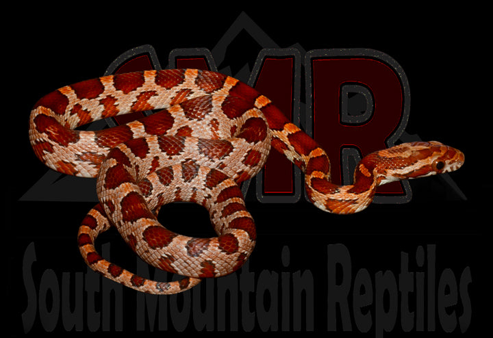 Het Corn Snake 15" male for sale by South Mountain Reptiles