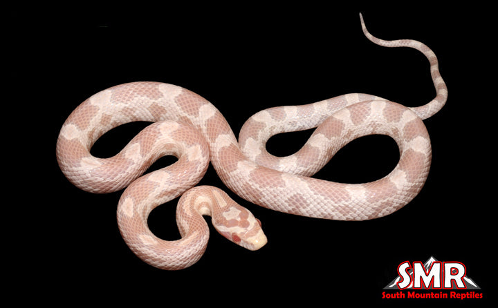 Coral Snow 20" Male for sale by South Mountain Reptiles