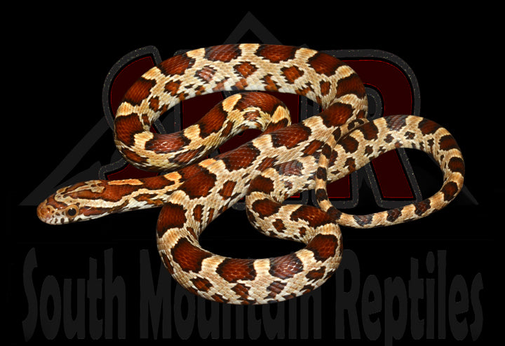 Buckskin Okeetee 17" male for sale by South Mountain Reptiles