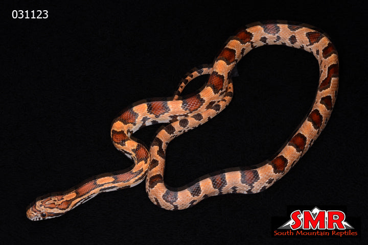 Buckskin Okeetee 19" Male for sale by South Mountain Reptiles
