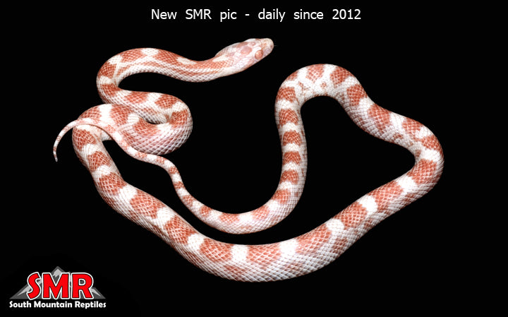 Peppermint 20" female for sale by South Mountain Reptiles