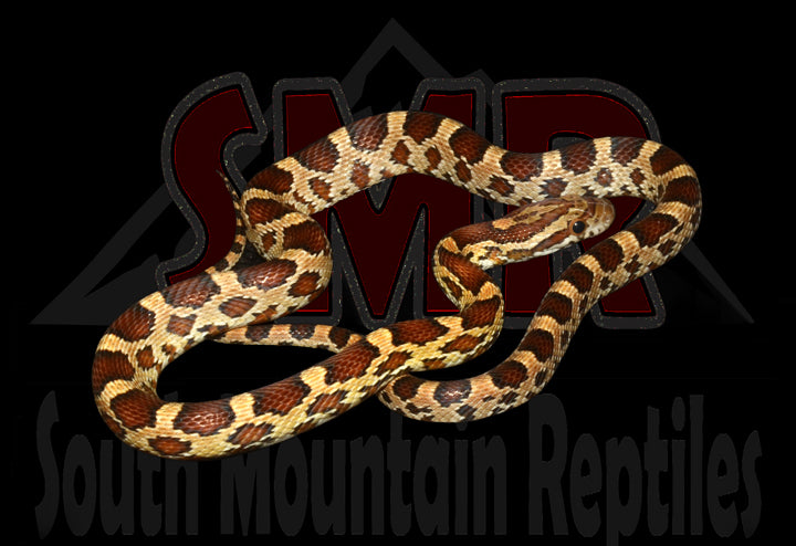 Buckskin Okeetee 17" Male for sale by South Mountain Reptiles