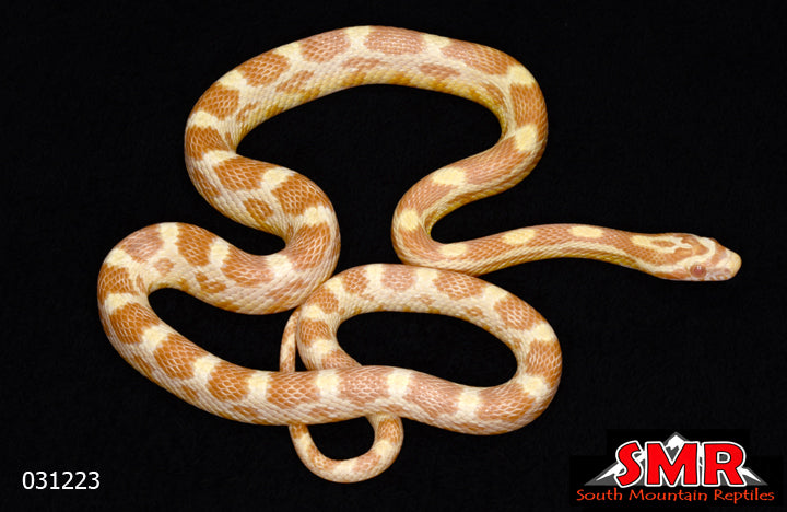 Butter Corn 22" Male for sale by South Mountain Reptiles