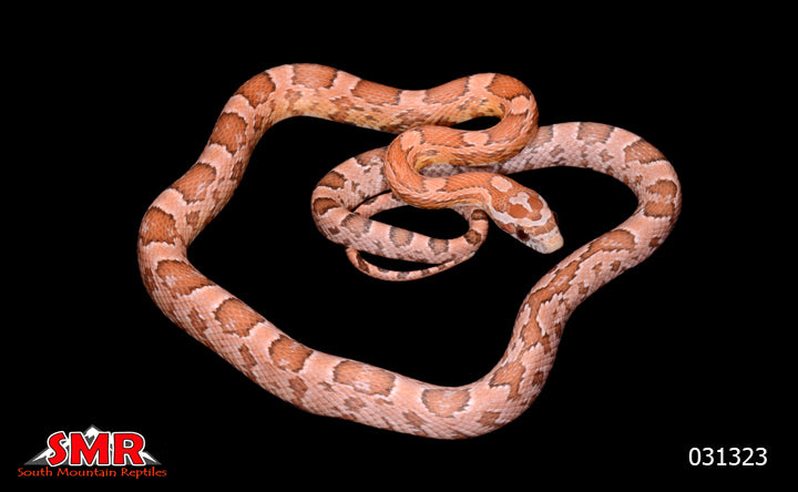Coral Ghost 19" Male for sale by South Mountain Reptiles