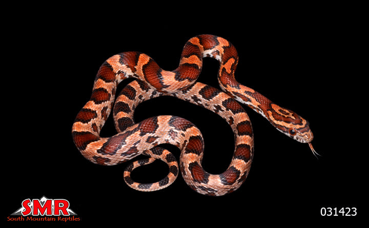Red Factor Extreme Okeetee 16" Female Corn Snake for sale by South Mountain Reptiles