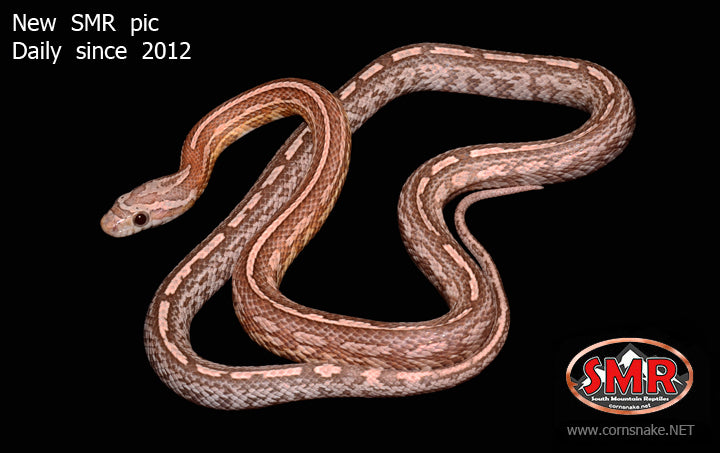 Strawberry Anery Tessera 18" male for sale by South Mountain Reptiles