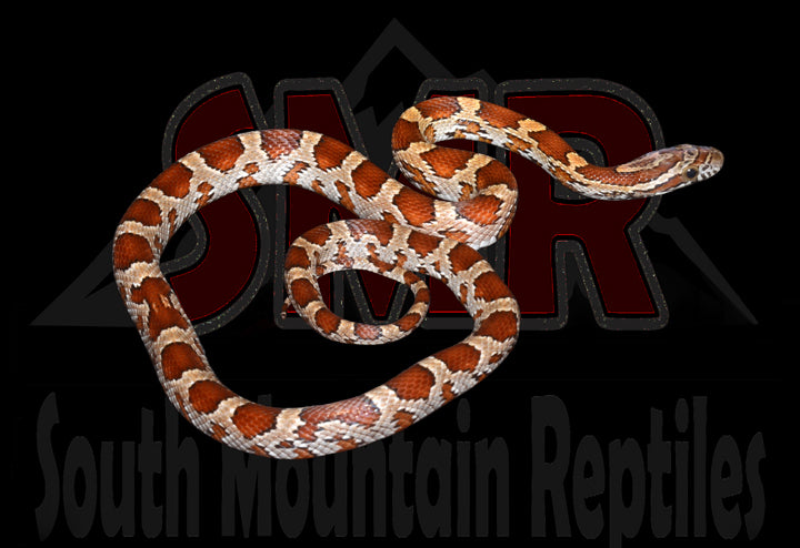 Het Palmetto 16" Female for sale by South Mountain Reptiles