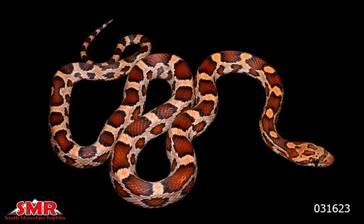 Extreme Okeetee 22" Female Corn Snake for sale by South Mountain Reptiles
