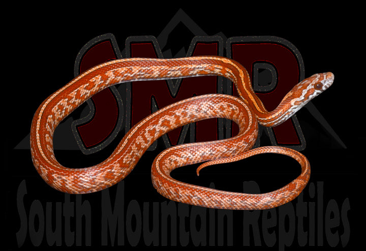 Lava Tessera 17" Female for sale by South Mountain Reptiles